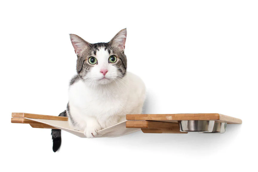 Hot Summer Paw Party